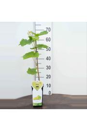 Vitis vinifera Witte van der Laan C2 Lit. 40-60 cm