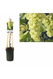 Vitis vinifera Vroege van der Laan C2,5 Lit. 40-60 cm