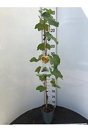 Vitis vinifera Vanessa C4 Lit. 100-120 cm