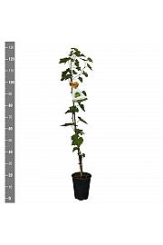 Vitis vinifera Tonia® C4 Lit. 100-120 cm