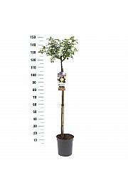 Rosa Sirius C6 Lit. Na steblu 90 cm