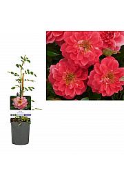 Rosa Salmon Queen C1 Lit. 20-30 cm