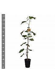 Vitis vinifera Sweety C4 Lit. 100-120 cm