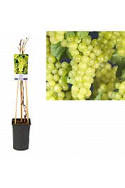 Vitis vinifera Supaga C2,5 Lit. 40-60 cm