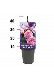 Rosa Rosengräfin Marie Henriette® C3 Lit. 10-15 cm