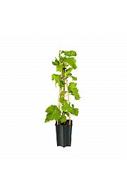 Vitis vinifera Supaga C1,5 Lit. 30-40 cm