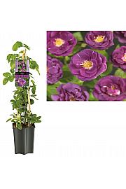 Rosa Purple Queen C1,5 Lit. 30-40 cm