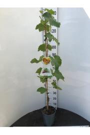 Vitis vinifera Suffolk Red C4 Lit. 100-120 cm