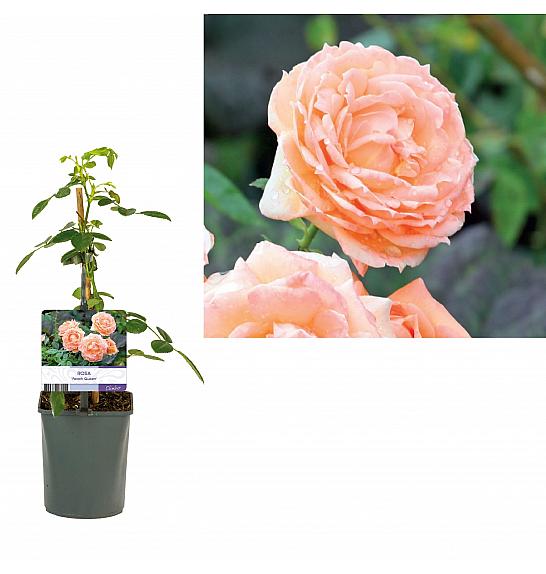 Rosa Peach Queen C1 Lit. 20-30 cm