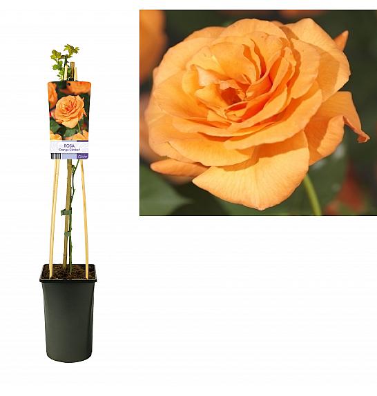 Rosa Orange Climber C2,5 Lit. 40-60 cm