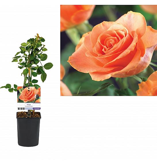 Rosa Orange Climber C1 Lit. 20-30 cm