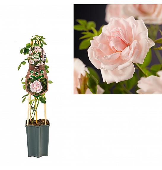 Rosa New Dawn C1,5 Lit. 30-40 cm