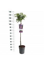 Rosa Nautica® C6 Lit. Na steblu 90 cm