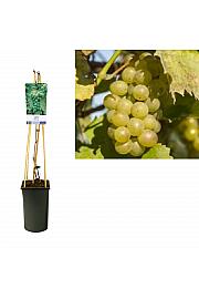Vitis vinifera Reisling C2,5 Lit. 40-60 cm