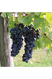 Vitis vinifera Opalina C4 Lit. 125-150 cm