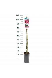 Rosa hybrid Zephirine Drouhin C3 Lit. 50-60 cm