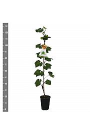 Vitis vinifera Lakemont C4 Lit. 100-120 cm