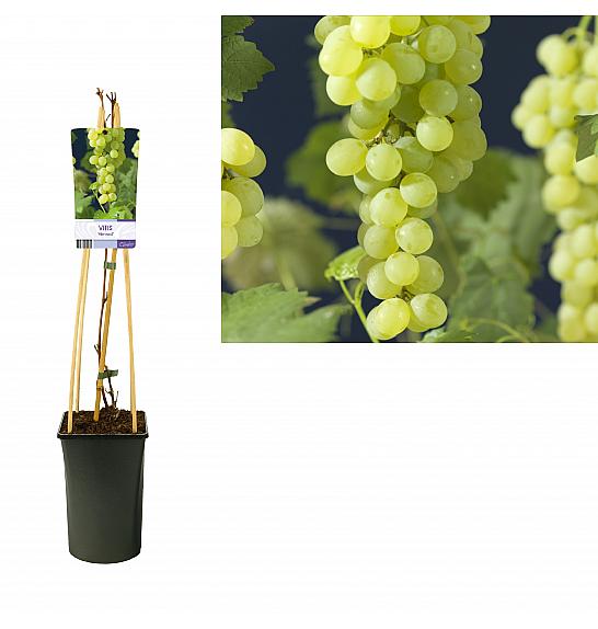 Vitis vinifera Himrod C2.5 Lit. 40-60 cm