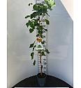 Vitis vinifera Early Campbell C4 Lit. 100-120 cm