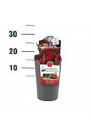 Rosa hybrid Stromboli C3 Lit. 10-15 cm