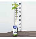 Vitis vinifera Boskoop Glory C2 Lit. 40-60 cm