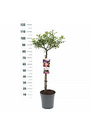 Rosa hybrid Rose Meilove C6 Lit. Na steblu 60 cm