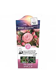 Rosa hybrid Rose Meilove C6 Lit. Na steblu 110 cm