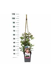 Rosa hybrid Pirouette C5 Lit. 40-60 cm Vzpenjava