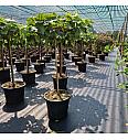 Vitis Picurka white C35 Lit. Na steblu 80 cm