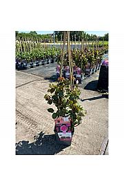 Rosa hybrid Ozeana C5 Lit. 40-60 cm Vzpenjava