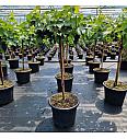 Vitis Muscat blue blauw C35 Lit. Na steblu 80 cm
