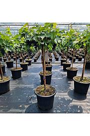 Vitis Muscat blue blauw C35 Lit. Na steblu 80 cm