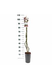 Rosa hybrid New Dawn C3 Lit. 50-60 cm Vzpenjava