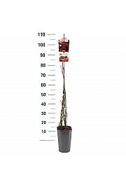 Rosa hybrid Nadia C3 Lit. 50-60 cm Vzpenjava