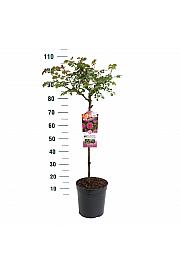 Rosa hybrid Moin Moin C6 Lit. Na steblu 60 cm