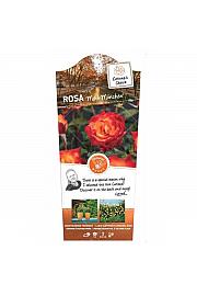 Rosa hybrid Mein München C3 Lit. 10-15 cm
