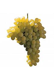 Vitis vinifera Sultanina Bianca C4 Lit. 125-150 cm