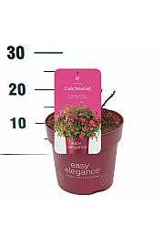 Rosa hybrid Little Mischief C3 Lit. 10-15 cm
