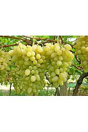 Vitis vinifera Pizzutello Bianco C4 Lit. 125-150 cm