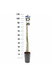 Rosa hybrid Iceberg C3 Lit. 50-60 cm Vzpenjava