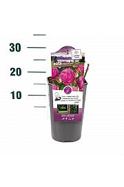 Rosa hybrid Heidi Klum C3 Lit. 10-15 cm