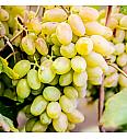 Vitis vinifera Francese Bianca C4 Lit. 125-150 cm