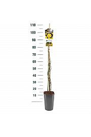Rosa hybrid Golden Showers C3 Lit. 50-60 cm Vzpenjava