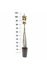 Rosa hybrid Golden Parfum C3 Lit. 50-60 cm Vzpenjava