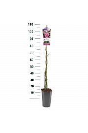 Rosa hybrid Ghita C3 Lit. 50-60 cm Vzpenjava