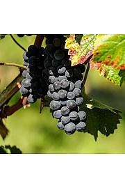 Vitis vinifera Fragola Nera C4 Lit. 125-150 cm