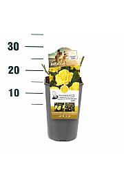 Rosa hybrid Friesia C3 Lit. 10-15 cm