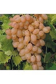 Vitis vinifera Corniola C4 Lit. 125-150 cm