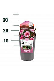 Rosa hybrid Eeuwige passie C3 Lit. 10-15 cm