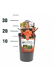 Rosa hybrid Doris Tijsterman C3 Lit. 10-15 cm